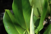 <strong>Rhizophora x selala - Ramon, Laurence - 56</strong><br />© Ramon, Laurence